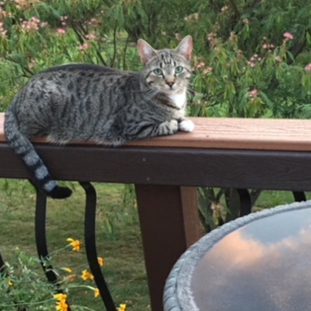 Meet your Posher, Cheryl's kitty.